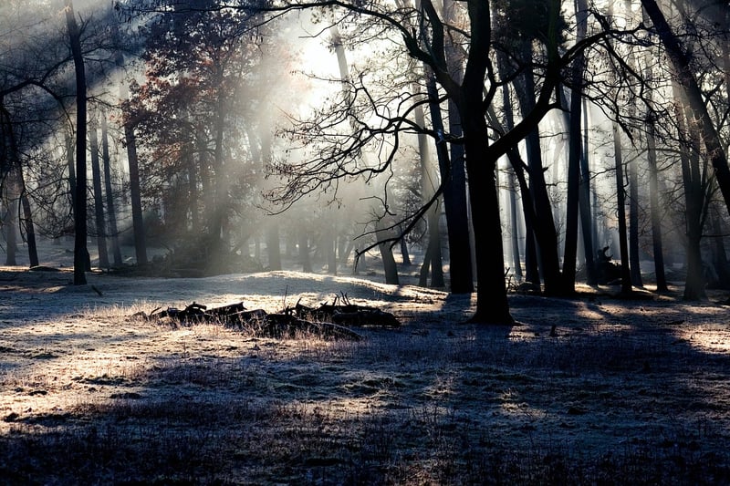 Tranquil forest for guided imagery